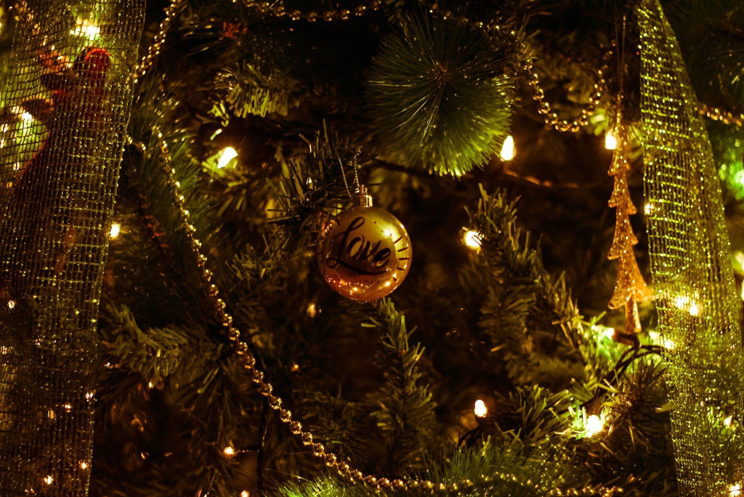 The King of Christmas Trees: Bringing Fresh Organic Produce with Christmas Lighted Garland